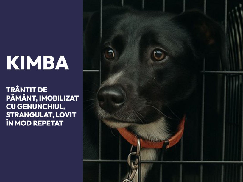Kimba